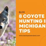 Coyote Hunting In Michigan Tips