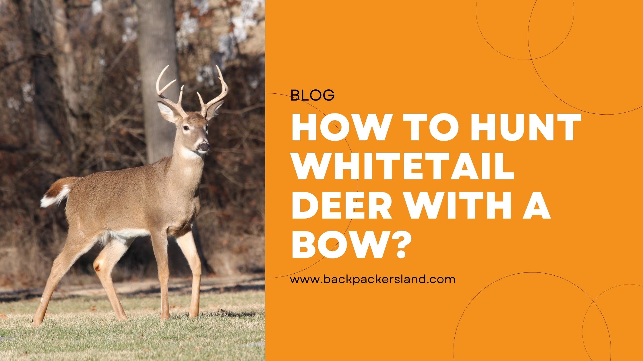 How To Hunt Whitetail Deer With A Bow